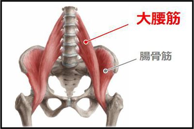 大腰筋の画像