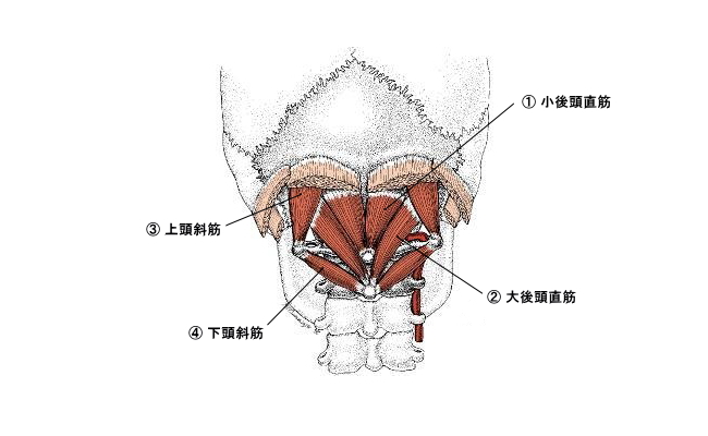 後頭部の筋肉