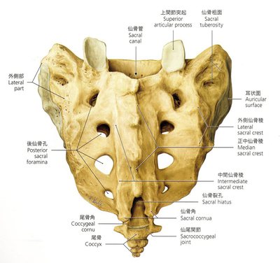 仙骨と尾骨の図