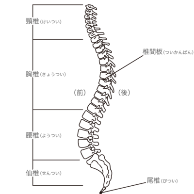 背骨の図