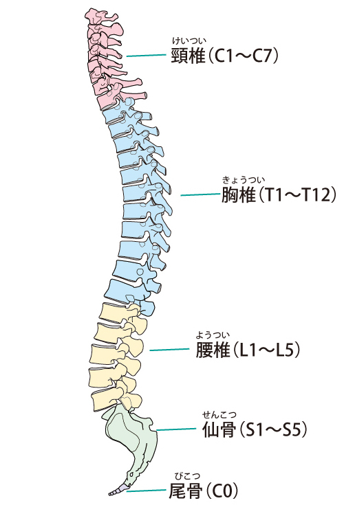 背骨のイラスト