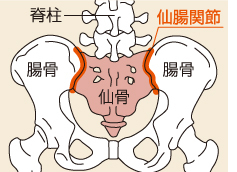 仙腸関節の画像