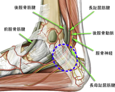 足関節の解剖　画像