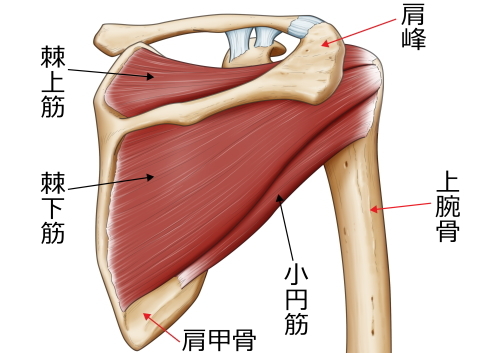 棘上筋　解剖画像