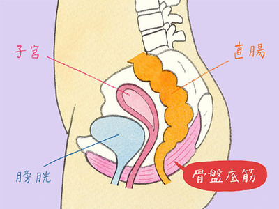 骨盤底筋のイラスト