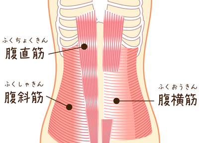 腹筋のイラスト