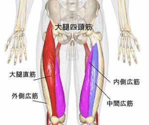 大腿四頭筋の図